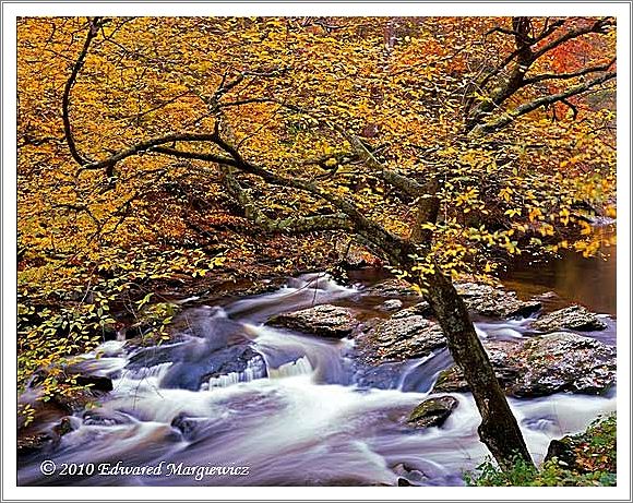 450709   A snarling tree and rapids, GSMNP